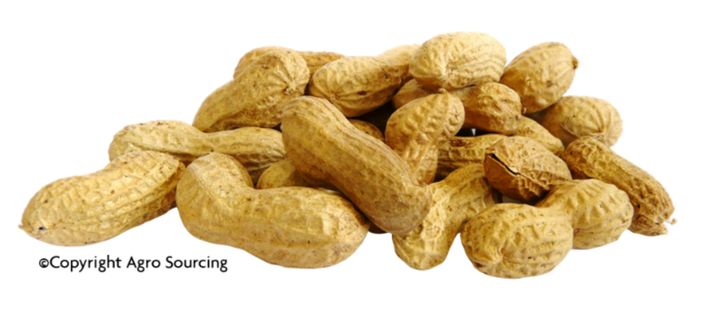 Pépite -- Arachides bio en coque Vrac (origine Egypte) - 2 x 2,5 kg